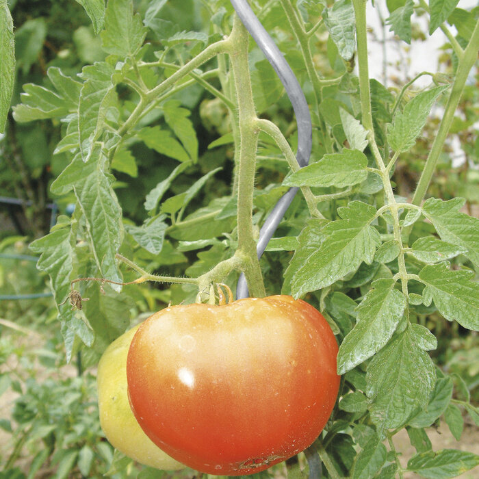 Bellissa Tomatenspiralen - 180 cm verzinkt