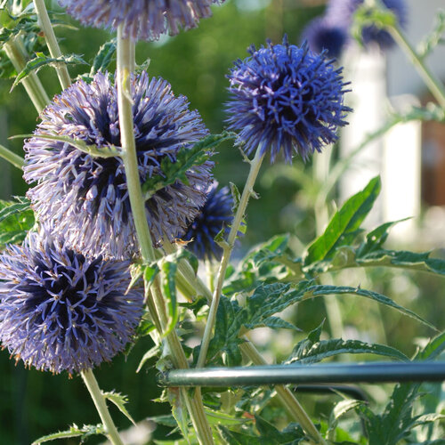 Bellissa Plantensteunen halfrond - Diverse maten - Gegalvaniseerd staal - 5 mm dik