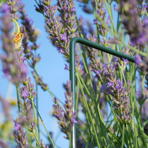 Bellissa Plantensteunen halfrond - Diverse maten - Gegalvaniseerd staal - 5 mm dik