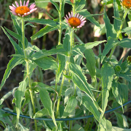 Bellissa Plantensteunen halfrond - Diverse maten - Gegalvaniseerd staal - 5 mm dik