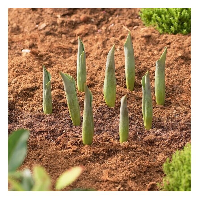 Prosperplast Bollenmand - ø 26,5 cm - 3 stuks - in de grond