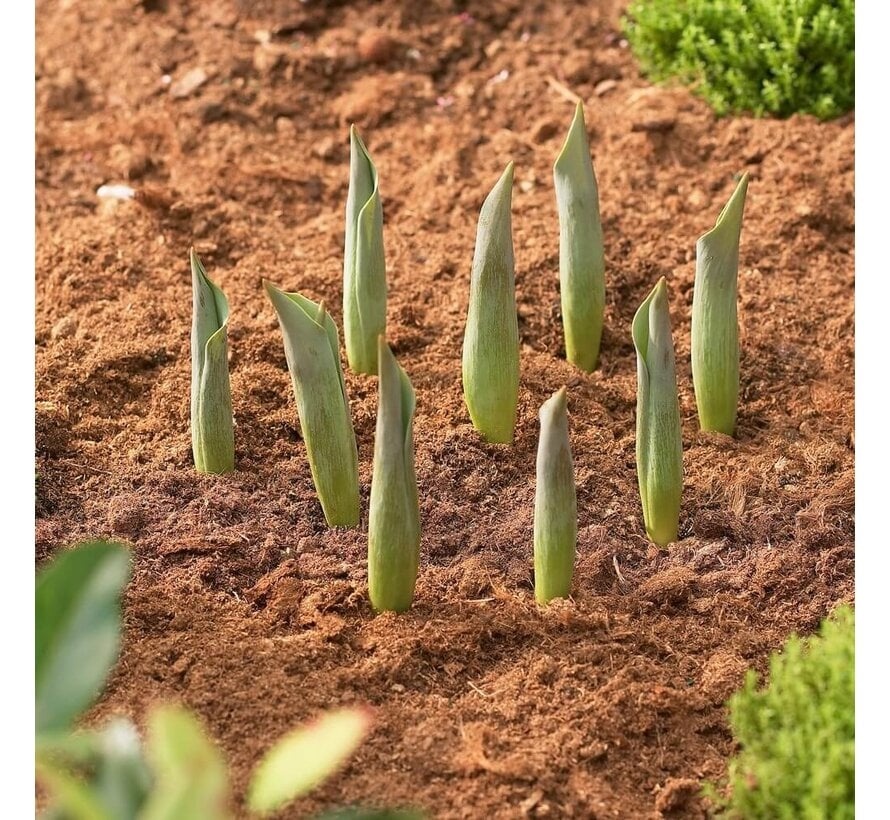 Prosperplast Bollenmand - ø 26,5 cm - 3 stuks - in de grond