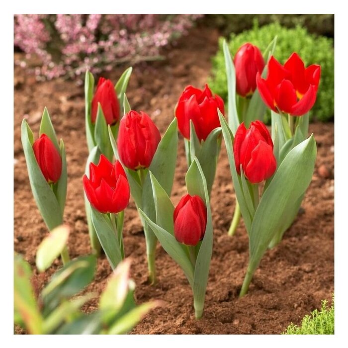 Prosperplast Bollenmand - ø 26,5 cm - 3 stuks - in de grond