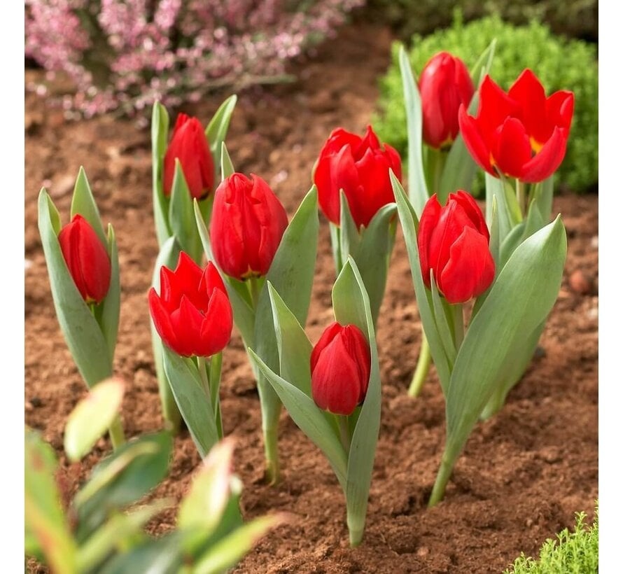 Prosperplast Bollenmand - ø 26,5 cm - 3 stuks - in de grond