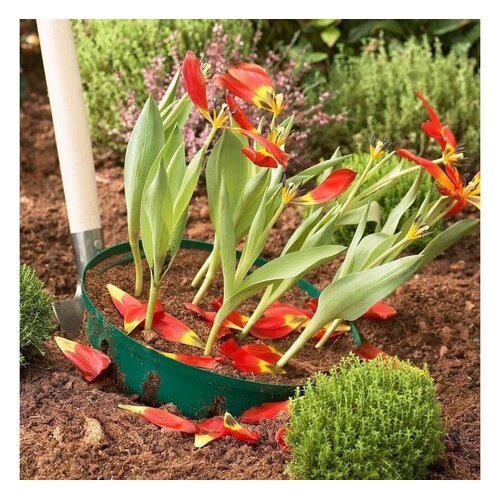 Prosperplast Bollenmand - ø 26,5 cm - 3 stuks - in de grond