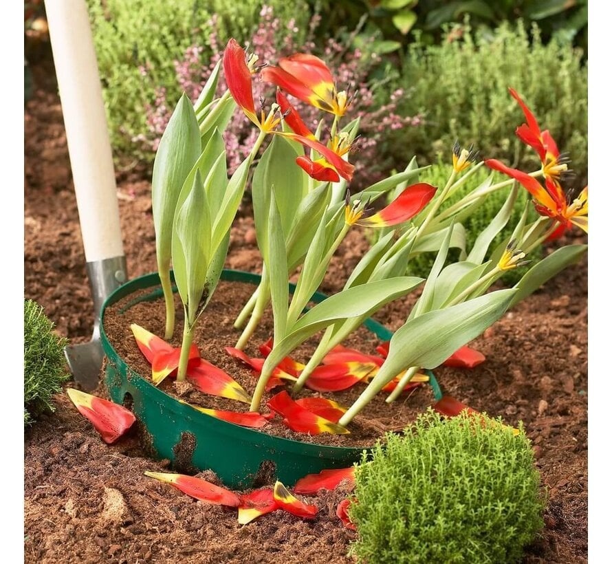 Prosperplast Bollenmand - ø 26,5 cm - 3 stuks - in de grond