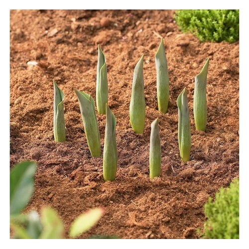 Prosperplast Bollenmand - ø 31.5 cm - 3 stuks - in de grond