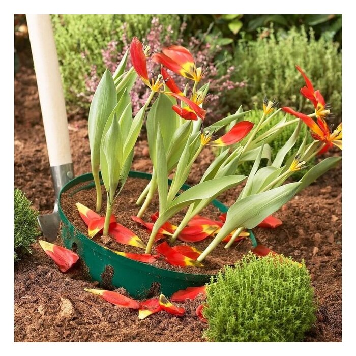 Prosperplast Bollenmand - ø 31.5 cm - 3 stuks - in de grond