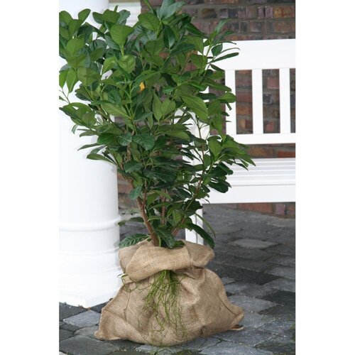 Videx Plantenhoes Jute - 3 maten - Winter plantenbescherming