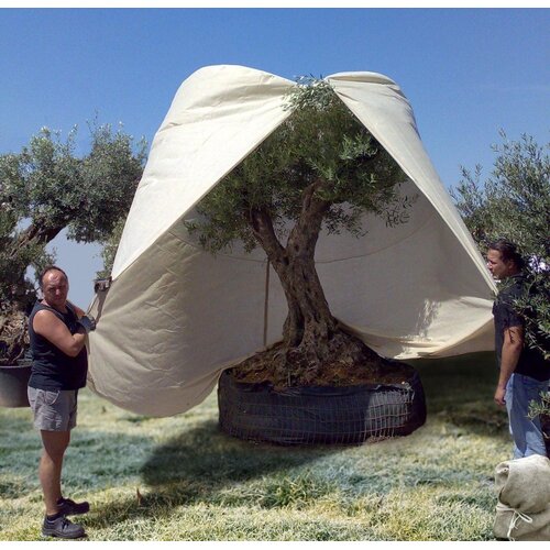 Videx Plantenhoes XXXL - 250 x 350 cm - Thermohoes - 70 gr/m2