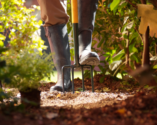 Verplanten in de herfst