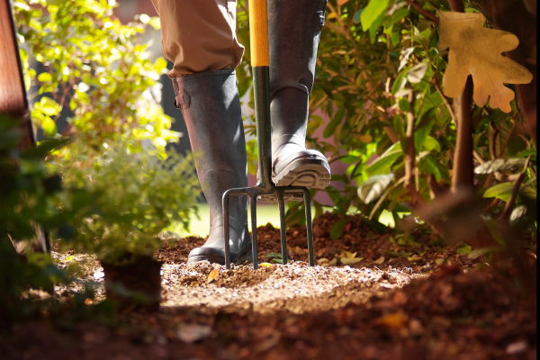 Verplanten in de herfst