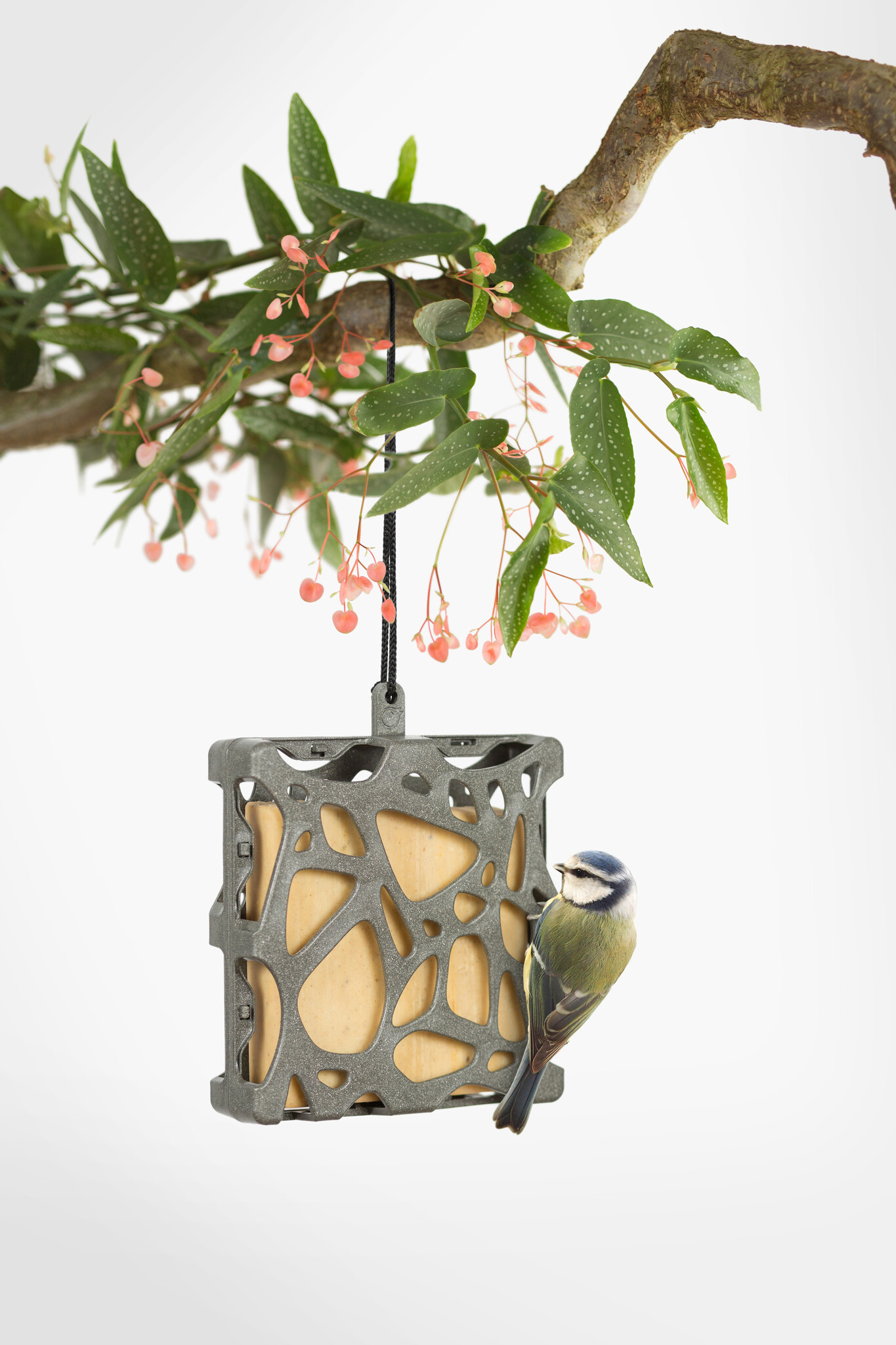 Singing Friend Anna - Vetblokhouder - Hangend of aan raam