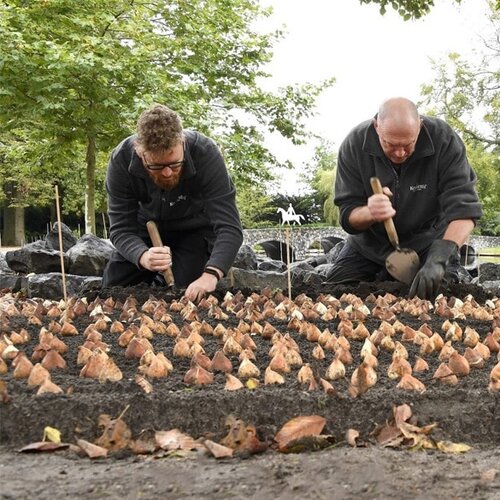 Sneeboer Planttroffel Oud Hollands Model - 2 lengtes - bollen poten