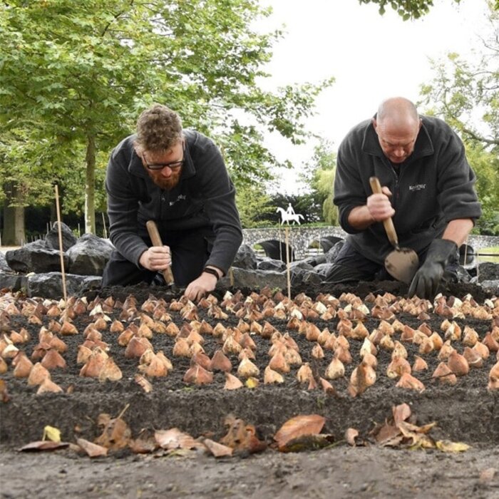 Sneeboer Planttroffel Oud Hollands Model - 2 lengtes - bollen poten