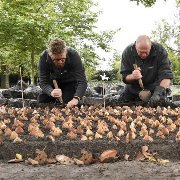 Sneeboer Planttroffel Oud Hollands Model - 2 lengtes - bollen poten