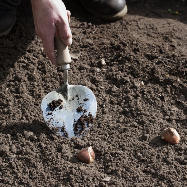 Sneeboer Planttroffel Oud Hollands Model - 2 lengtes - bollen poten