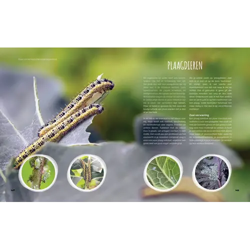 Moesmeisje Kleine Moestuin, Grote Opbrengst - Kim Nelissen