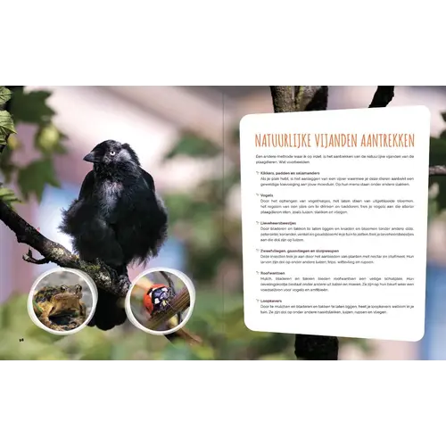 Moesmeisje Kleine Moestuin, Grote Opbrengst - Kim Nelissen