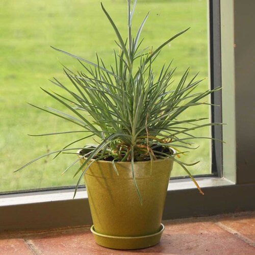 Haxnicks Bamboe bloempot - Groen - S t/m XXL - 100% biologisch afbreekbaar