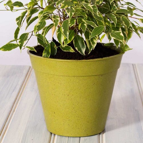 Haxnicks Bamboe bloempot - Groen - S t/m XXL - 100% biologisch afbreekbaar