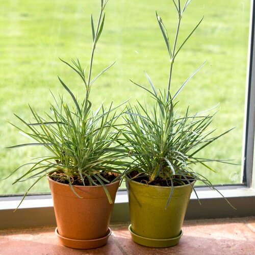 Haxnicks Bloempot Bamboe schotel - Terracotta - Diverse maten - 100% biologisch afbreekbaar