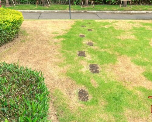 Eerste hulp bij zomerhitte: Zo houd je het gazon groen in augustus