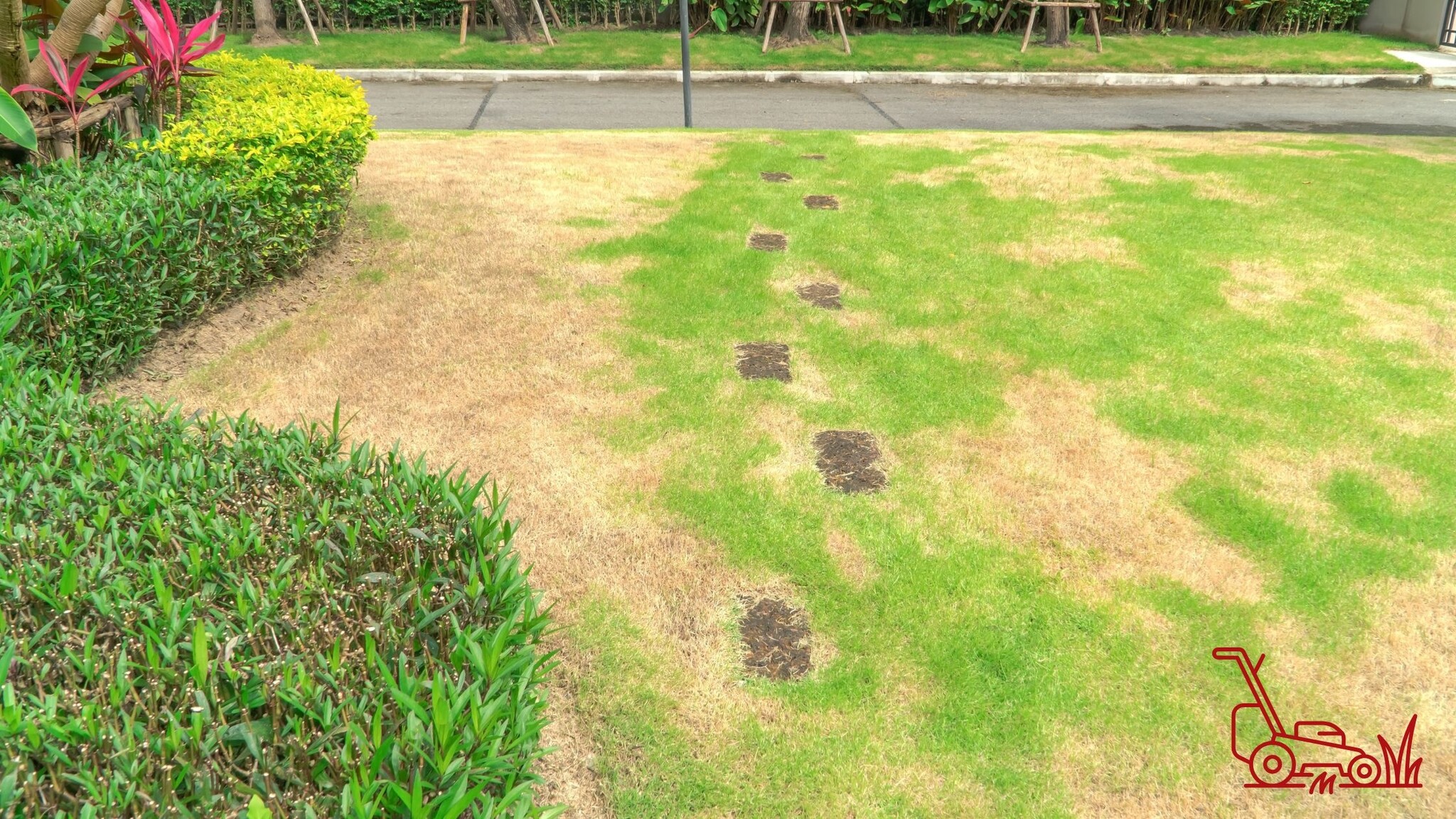 Eerste hulp bij zomerhitte: Zo houd je het gazon groen in augustus