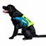 JOBE Dog swim jacket Lime Teal