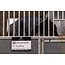 Horse Watch magnetisches Stall-Schild | DE