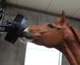 Transport van paarden bij hitte: wat verandert er en hoe bereid je je voor?
