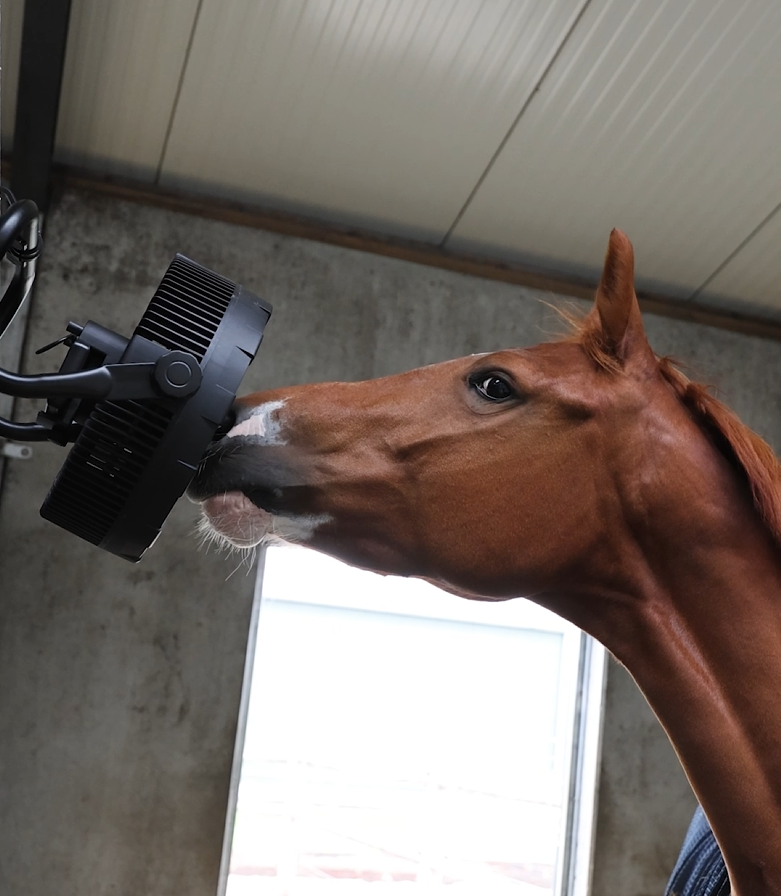 Transport van paarden bij hitte: wat verandert er en hoe bereid je je voor?
