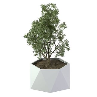 Stalen plantenbak Pisa gepoedercoat | Ø 80x40 cm