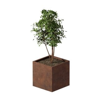 Cortenstaal plantenbak vierkant - 80x80x80 cm