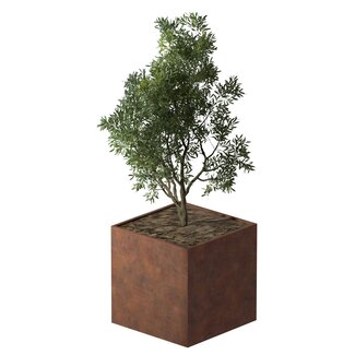 Cortenstaal plantenbak vierkant - 120x120x120 cm