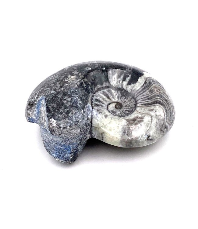 Luma Creation Goniatite fossile