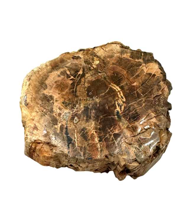 Luma Creation Bois pétrifié