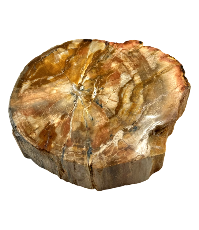 Luma Creation Bois pétrifié