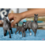 Schleich 13955 Selle Français-merrie - Horse club