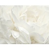Noordwand Atmosphere Fotobehang met grote witte bloem G78424 Noordwand Atmosphere Fotobehang met grote witte bloem G78424