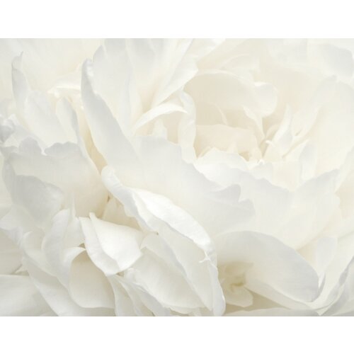 Noordwand Atmosphere Fotobehang met grote witte bloem G78424 Noordwand Atmosphere Fotobehang met grote witte bloem G78424