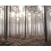 Noordwand Atmosphere Fotobehang met bos in de mist G78426 Noordwand Atmosphere Fotobehang met bos in de mist G78426