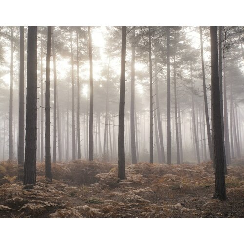 Noordwand Atmosphere Fotobehang met bos in de mist G78426 Noordwand Atmosphere Fotobehang met bos in de mist G78426