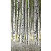Noordwand Smart Art Easy Fotobehang berkenbos 47220 Noordwand Smart Art Easy Fotobehang berkenbos 47220