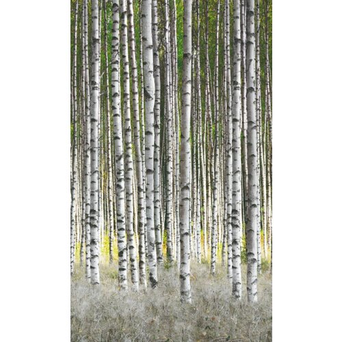Noordwand Smart Art Easy Fotobehang berkenbos 47220 Noordwand Smart Art Easy Fotobehang berkenbos 47220