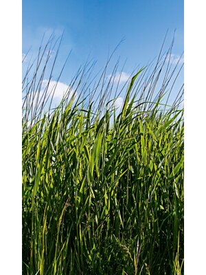 Noordwand Smart Art Easy Fotobehang gras 47272