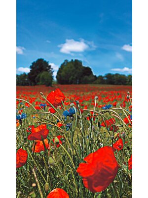 Noordwand Smart Art Easy Fotobehang klaprozen 47273