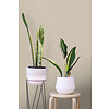 Dutch Wallcoverings Patagonia - Pinto - Beige