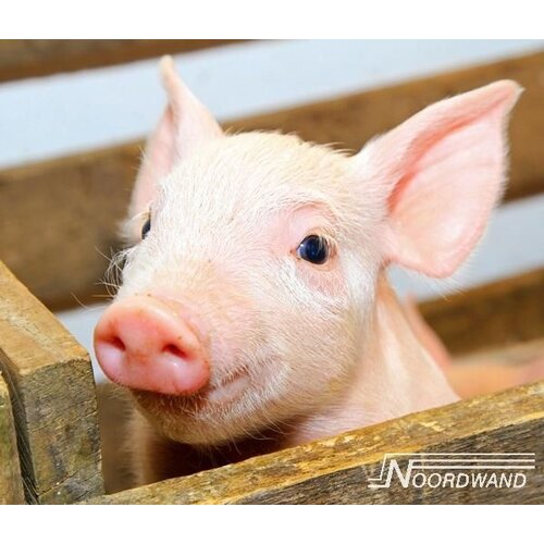 Noordwand Farmlife Behangposter biggetje - 3750068