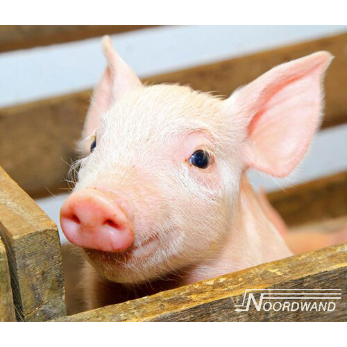 Noordwand Farmlife Behangposter biggetje - 3750077